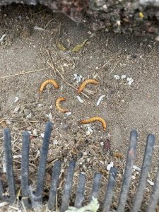 1-2-225x300 Mealworm mystery